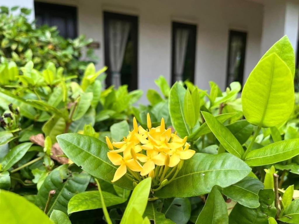 Baan Chuengkao Resort Ranong Ngoại thất bức ảnh